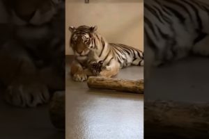 Mama and Baby Tiger playing😍 #pets #animals #shorts