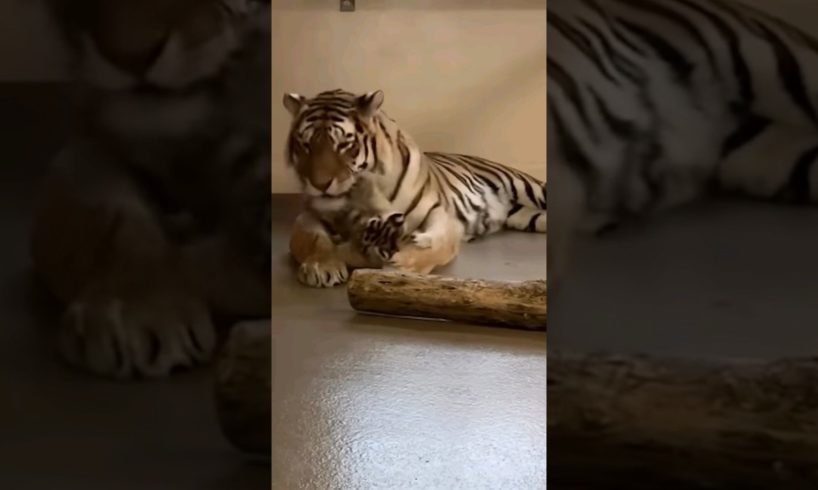 Mama and Baby Tiger playing😍 #pets #animals #shorts