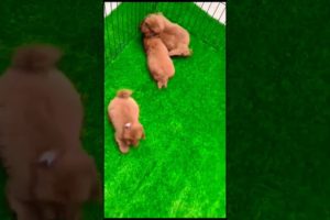 Meet cute puppies 😍😍 #shorts #viral #trending #youtubeshorts