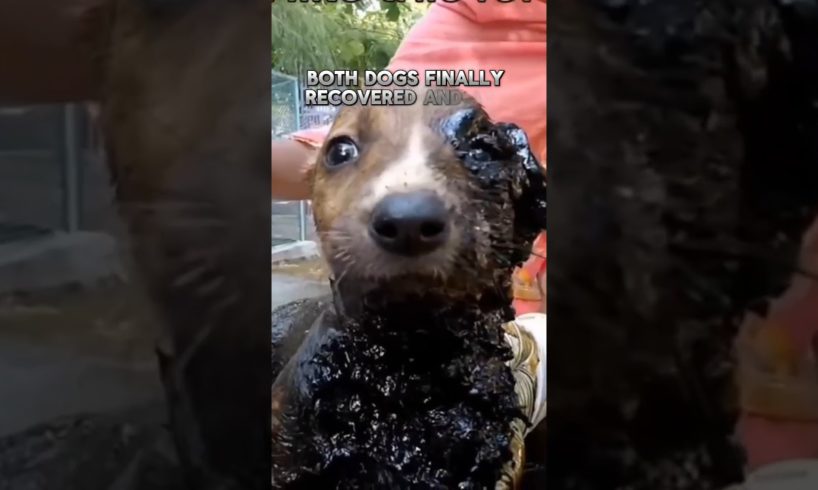 "Miraculous Tar Rescue: Saving Dogs Trapped in Desperation 🐾🌈"#shorts #dogrescue