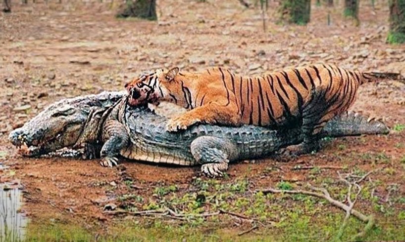 Most Incredible Wild Animal Battles Caught On Camera !