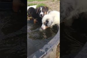 My four cute puppies are playing and Dringking in the water after hiking by the woods ❤️ 😍