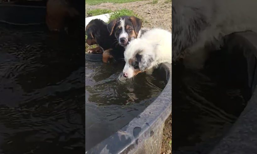 My four cute puppies are playing and Dringking in the water after hiking by the woods ❤️ 😍