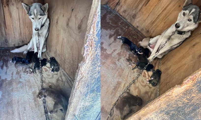 Neglected mom and 7 her puppies faced end as chained prisoners amongst their own filth!