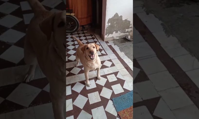 Nikki की शैतानियाँ तो देखो 🐶 cutest puppies funny like cartoon hindi #cutepuppies #foufoupuppy #lucy