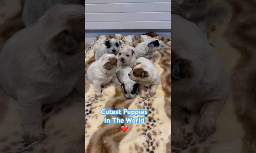 Official YouTube Cutest Puppies - Bluey And Bingo - Australian Cattle Dogs #puppies