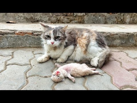 Old mother cat's eyes filled with tears as she watching her poor kitten struggle to survive.