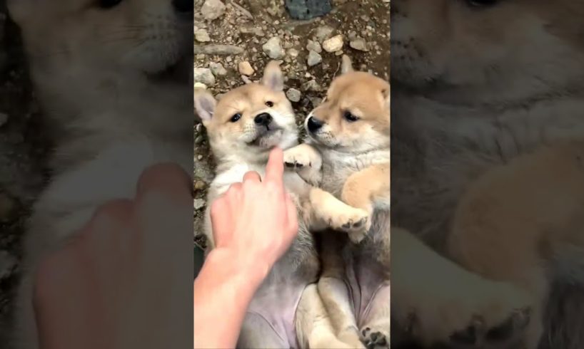 Petting two cute puppies #shorts #dog #puppy