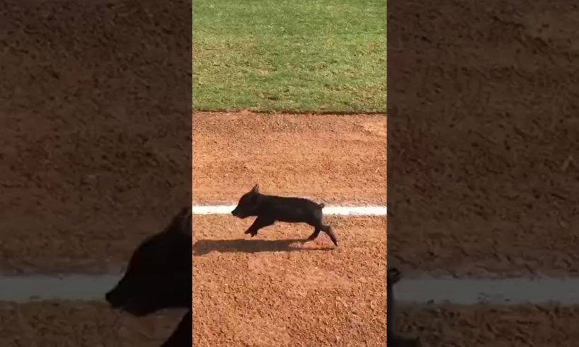 Piglet Sprints as Fast as it Can to First Base 🐷