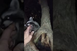 Playing With A Raccoon