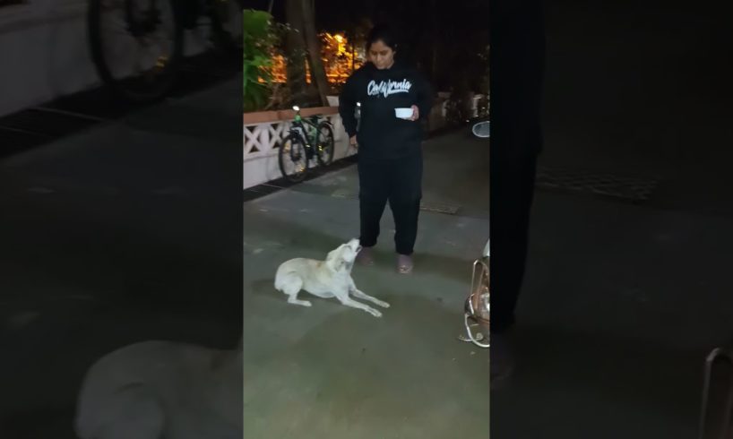 Playing With Cute Dog 🐶 #doglover #dog #animals #feedshorts #feel #love