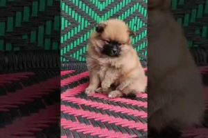 Please Follow for cute puppy's video 🐾🐾❤❤ #cutepuppies #cutepuppiesvideo #cute #puppies #cutebabies