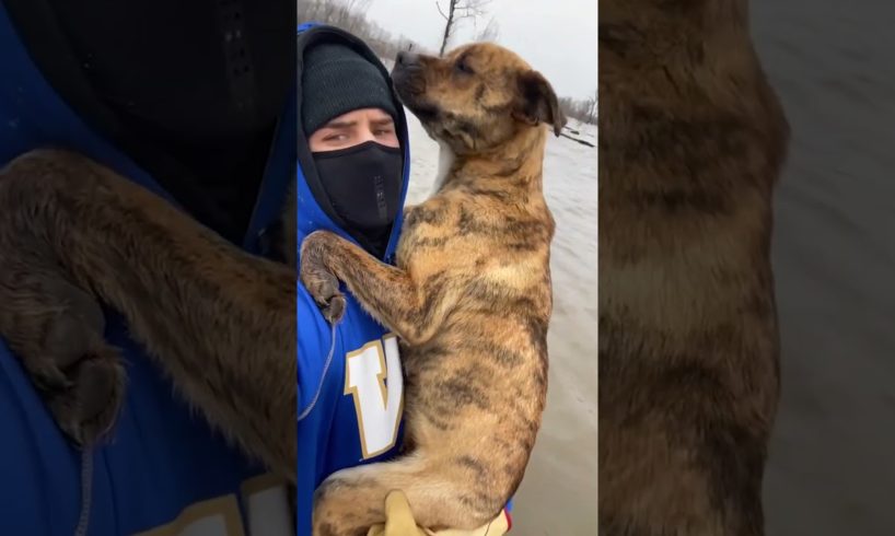 Professional Football Player Walks Through Frozen River To Rescue Mom And Puppies | The Dodo