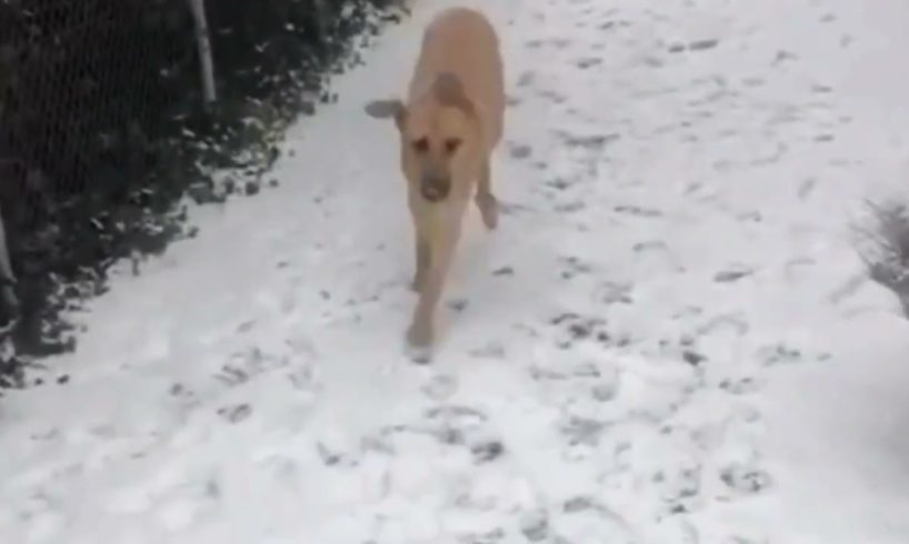 Proteo enjoying the snow in germany. He is having fun!