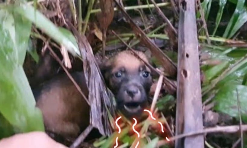 RESCUED ABANDONED PUPPY.