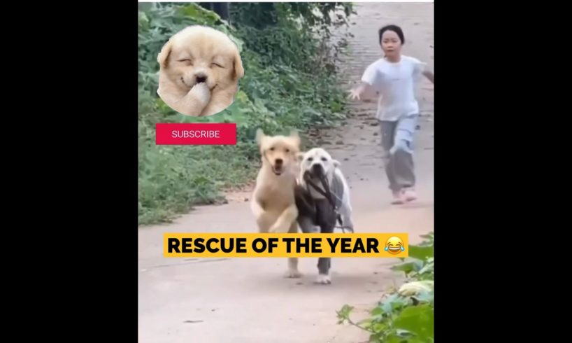 Rescue Of The Year 😂 #lol | # Funny Dogs | Dog | Pets| #funny animals #dog #pets