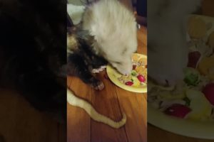 Rescued opossum loves his vegetables #shorts #animals #pets #opossum #wildlife #wildanimals