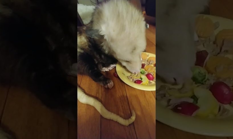 Rescued opossum loves his vegetables #shorts #animals #pets #opossum #wildlife #wildanimals