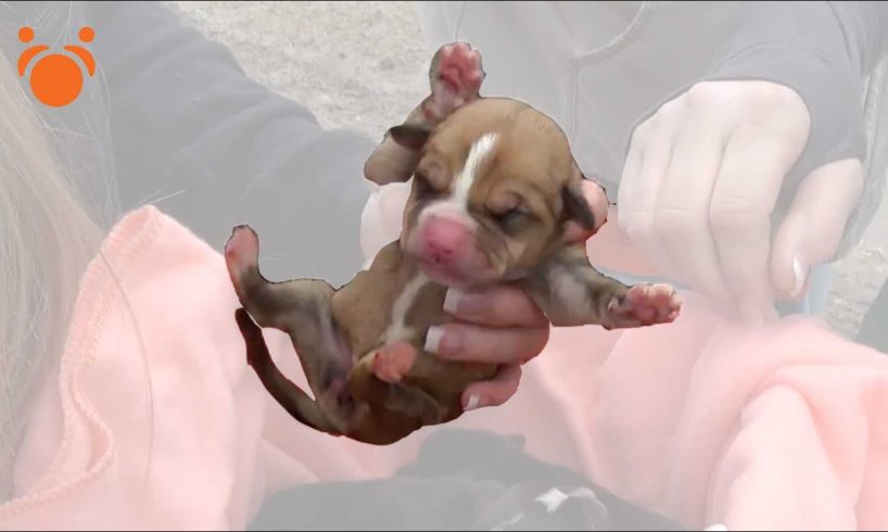 Rescuer Puts Dying Cold Puppy Down Her Shirt to Save it and Man Helps Dead Guys Dogs! Dog Rescue TV