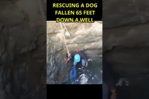 Rescuing a Dog Fallen 65 Feet Down a Well #dog #shorts