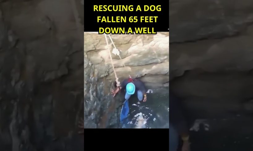 Rescuing a Dog Fallen 65 Feet Down a Well #dog #shorts