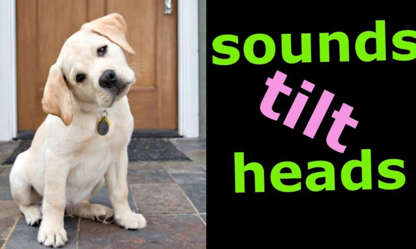 Sounds That Tilt a Dogs Head ~ Sounds Dogs Love