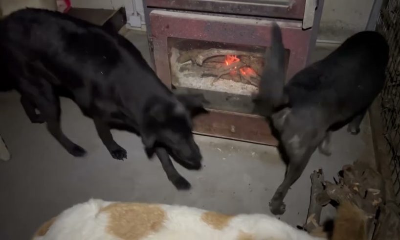 Special needs dogs can´t wait for the fire! Raining outside!