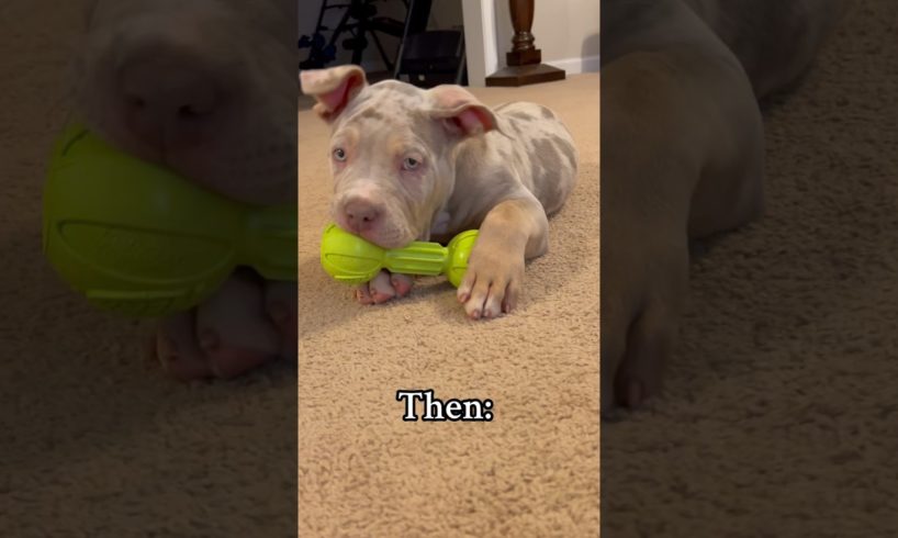 Still a playful puppy 🥰 #cute #puppies #americanbully