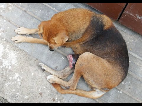 Stray Dog Rescues- Help Indian dogs