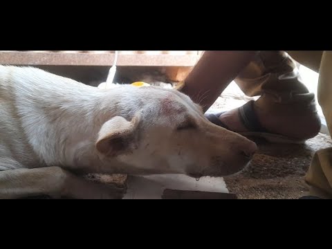 Street Animal Rescues & Treatment  #Shorts #Pets & #Animals