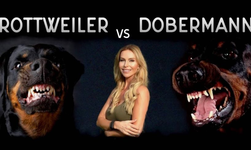 THE DOBERMAN VS THE ROTTWEILER - WHO IS FIERCEST?