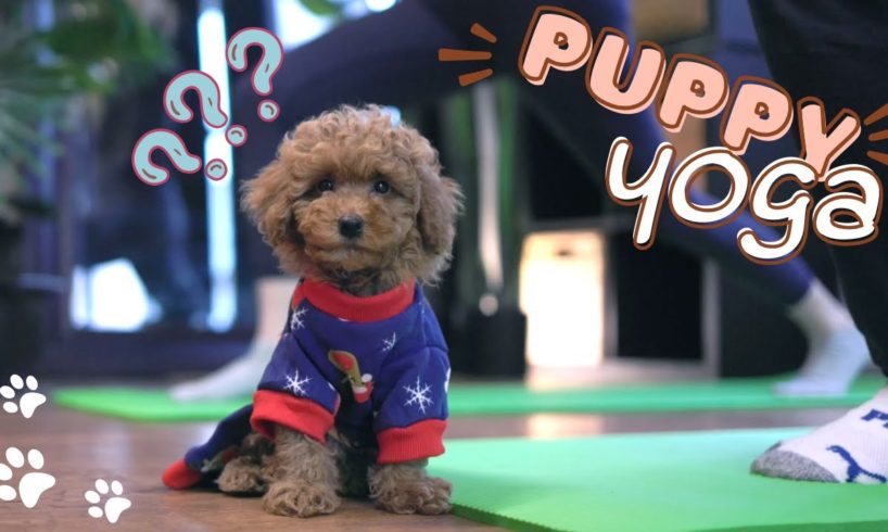 The Cutest Puppy Yoga Class Ever!