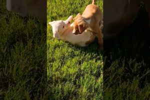 The cutest puppies playing in  grass !!Adorable 🐾