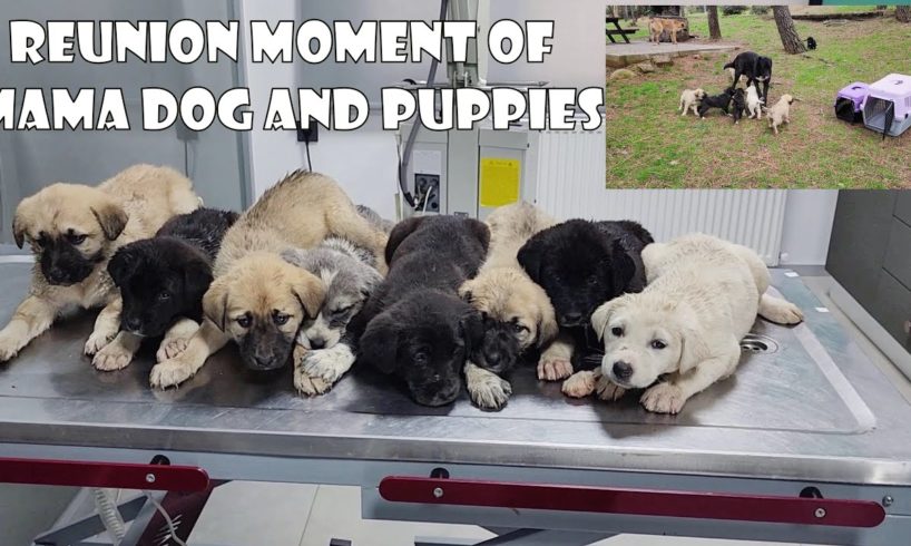 The moment of reunion of cute puppies with mother dog after only 2 hours of treatment.