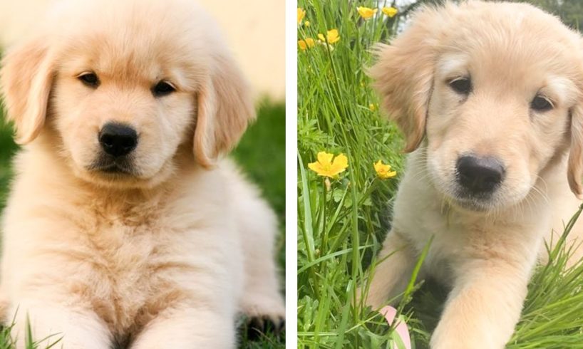 🐶 These Golden Puppies Help You Happier Everyday 😍 | Cute Puppies