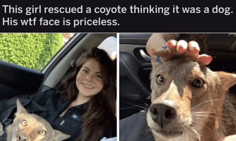 This girl rescued a coyote thinking it was a dog