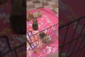 Toy Pom Cute Puppies playing 😍