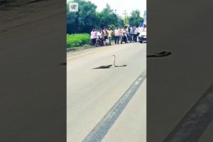 Wildlife Animals Playing On Road😱💥 #animal #ytshorts #publicreaction #wildlife #maharashtra #india