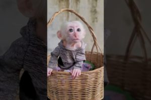 adorable tiny Jack lovely playing in basket #animals #anime #monkey #monkeybaby