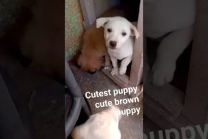 cutest brown puppy CUTE PUPPIES#cute #YTSHORTS#satisfying #shortfeeds