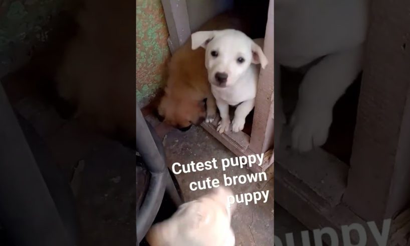 cutest brown puppy CUTE PUPPIES#cute #YTSHORTS#satisfying #shortfeeds