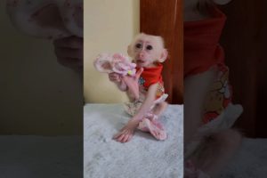 gentle tiny Jack lovely sit playing alone #anime #animals #monkey #monkeybaby