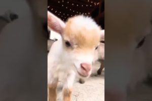 goat baby playing Wild animals