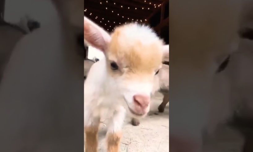 goat baby playing Wild animals