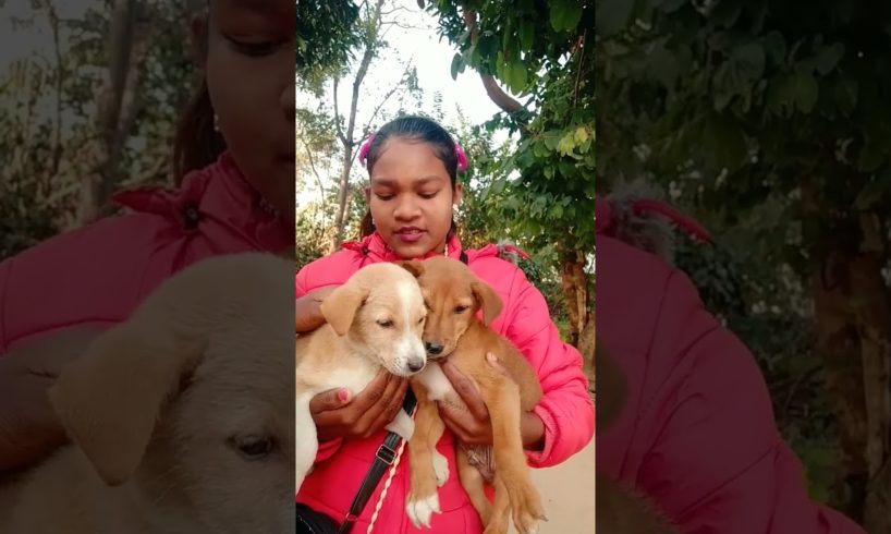 hamara Oreo & Rocky 😘😘##cute puppies😍#cute dog video#