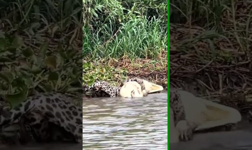 jaguar hunts crocodile very difficult  #animals #viral#shorts #vizard