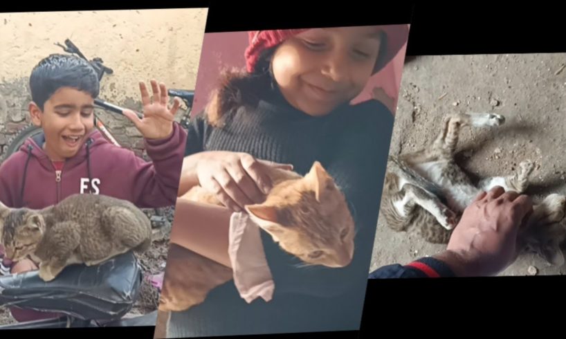 kitten funny video | Kittens want love from humans too | @mrbeasthindi