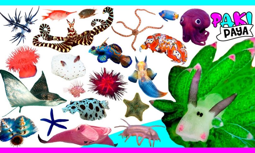 ¡LOS ANIMALES MARINOS parte 3! Video educativo🐬 🐙 Learn Sea Animals Names & Sounds / 해양 동물