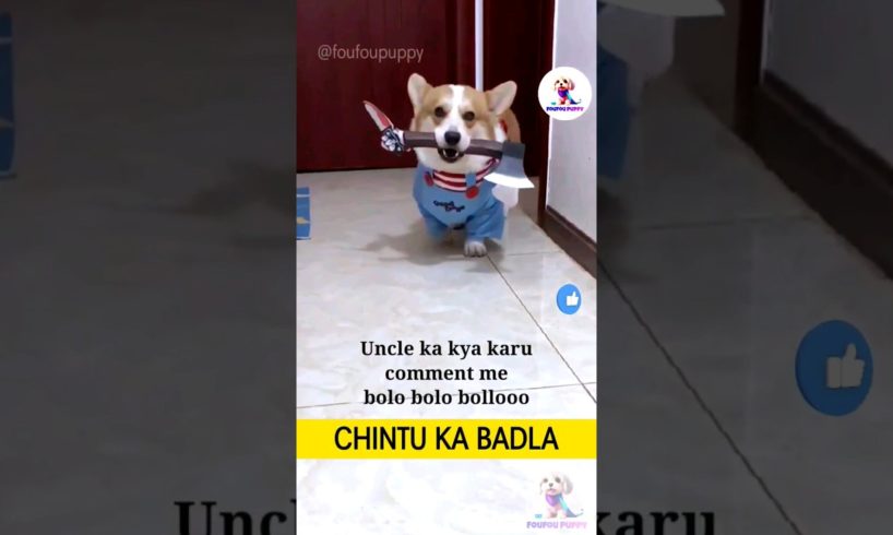 चिंटू का बदला 😈 cutest puppies funny like cartoon hindi #cutepuppies #foufoupuppy #chintu #puppies