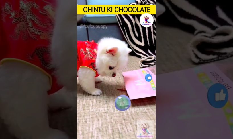 चिंटू की चॉकलेट 🍫 cutest puppies funny like cartoon hindi #cutepuppies #chintoo #whitepuppy #chintu